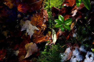 leaves-on-bog