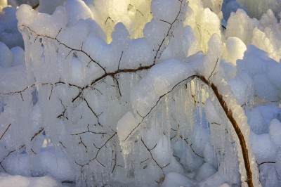 artic-branches