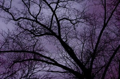 cloudy-branches