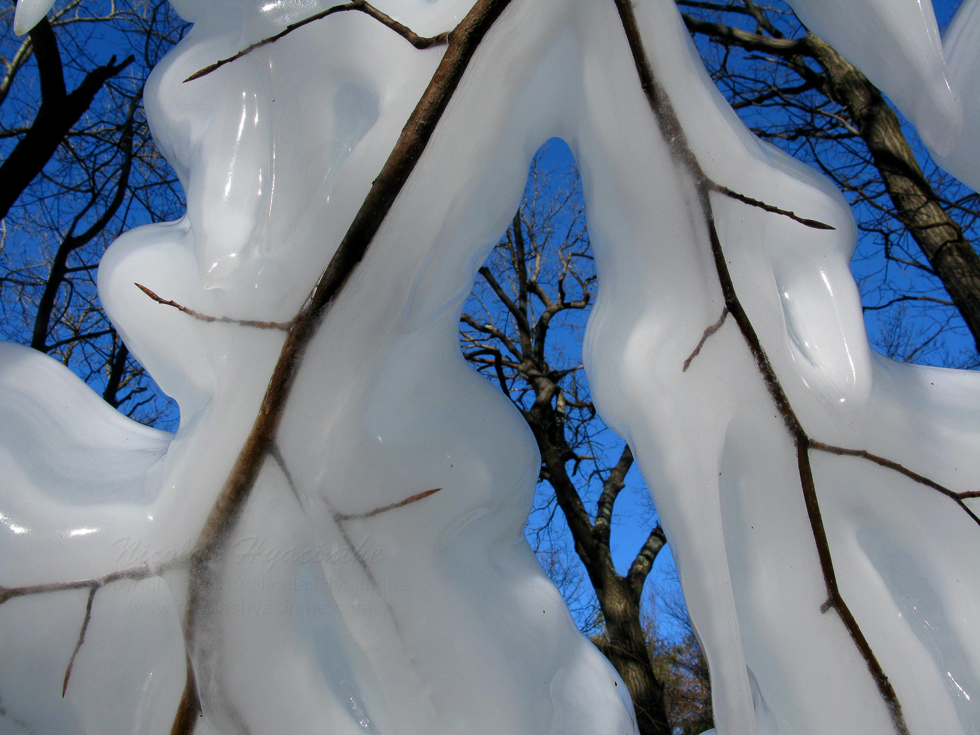 ice & trees