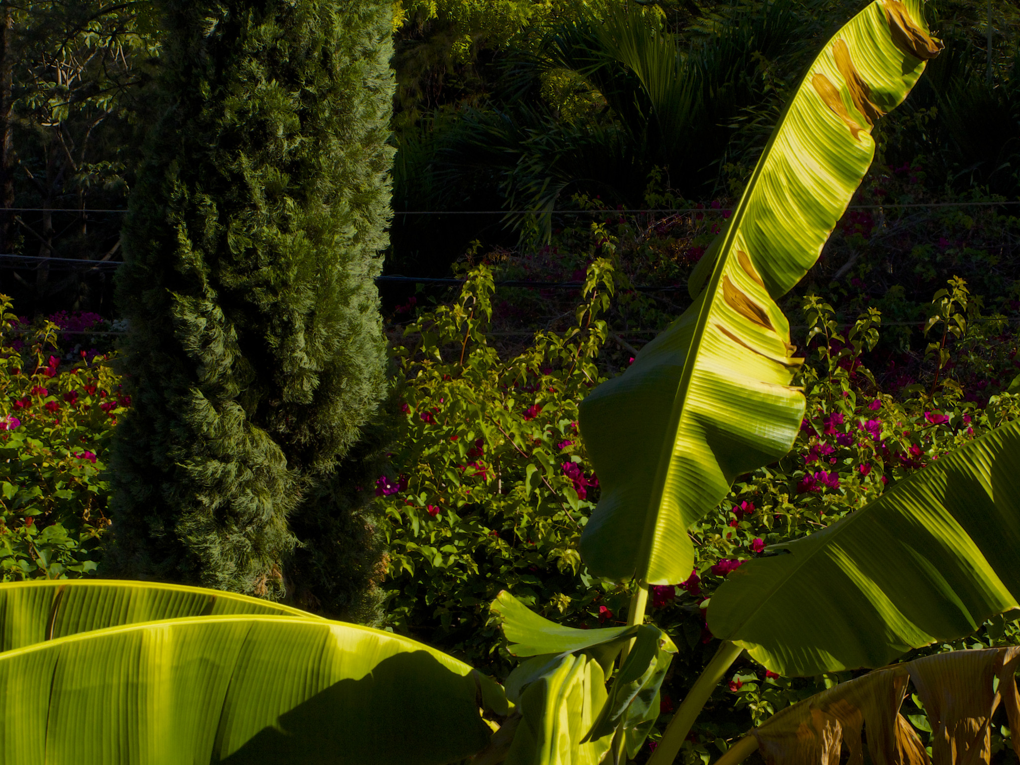 delmas garden by nicolas hyacinthe