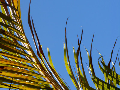 palm sky by nicolas hyacinthe